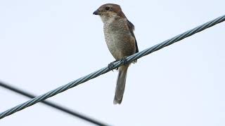 8月 モズのメス Bull-headed shrike（百舌・百舌鳥・鵙・伯労，学名: Lanius bucephalus）スズメ目モズ科　DSCN7318