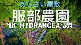 【話題】4K 『服部農園あじさい屋敷』ドローン 空撮 Drone Japan