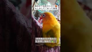 メスと思ってたがお尻スリスリが始まった🥵本当はオスなの？メスなの？  #コザクラインコのジル\u0026ボタンインコのひま🐥♥