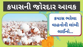 કપાસની જોરદાર આવક || કપાસના ભાવ || કપાસ-2021 || ખેડુતપુત્ર ગુજરાતી || કપાસ || Cotton