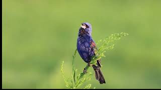 Blue Grosbeak singing