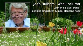 Jaap Huibers - Week column - Laurus nobilis: de lauwerkrans, pijnlijke gewrichten en glanzend haar