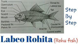 How to draw Labeo rohita//Rohu fish//step by step