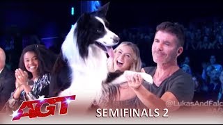 Lukas & Falco: Simon Cowell FIGHTS For This Dog After Slip Up | America's Got Talent 2019