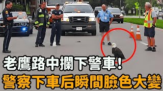 老鷹路上攔下警車，，警察下車檢查后，竟看到了難以置信的一幕！#老鷹 #鷹 #救助 #溫暖 #感動 #溫馨 #落淚 #自然觀察日記