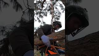 Cut Large Limb w/out Splitting