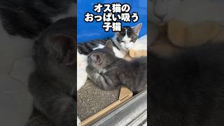 オス猫のおっぱい吸う子猫