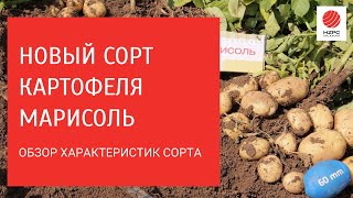 Новый сорт картофеля Марисоль. Рассказываем о характеристиках