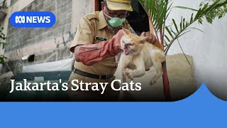 Controversial efforts to reduce the number of stray cats in Jakarta | ABC News