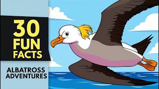 30 Fun Facts : fascinating facts albatross