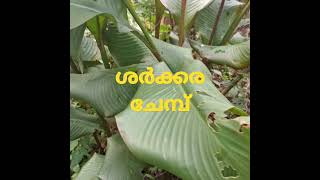 #മധുര ചേമ്പ് #nature