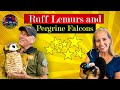 Ruff Lemurs & Peregrine Falcon #animals #falcon