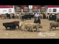 bamacat u0026 austin shepard 2012 ncha open futurity reserve champion