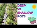 Should Succulents Grow In Shallow Or Deep Pots?