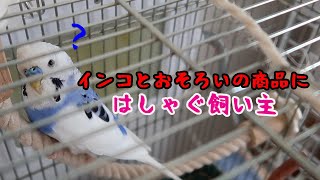 インコとおそろいのかわいいユニクロ商品にはしゃぐ飼い主（セキセイインコの銀時じょじょじょ♪日記）