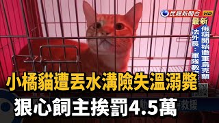 小橘貓遭棄排水溝險死 狠心飼主挨罰4.5萬－民視台語新聞