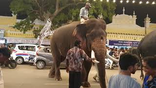 Mysore Dasara Gajapade back in 2019 before covid | Mysore Dasara vibes on streets.