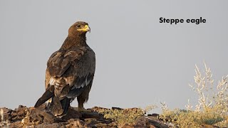 Steppe eagle  (Aquila nipalensis) | Dr S Bakhtiar Choudary