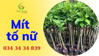 Cây mít tố nữ tại Tiên Farm| 0343434839