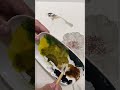 初學者花鳥畫_第29課_中國畫_flower and bird painting for beginners_lesson 29_chinese painting subtitled