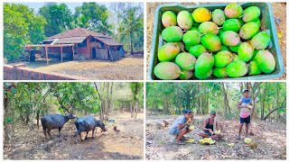 आडीमध्ये गेलो आंबे काढायला l कोकणातील हापुस आंब्याची काढणी l पिकलेला फणस l Kokan Vlog l @UdayMonde