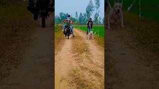 shadow🤞🤞 new short video with bike stunt#dog #pitbull #video #dogvlog #villagelife