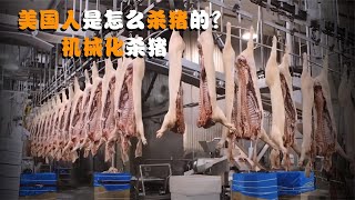 美国人是怎么杀猪的？全自动机械化，这样生产的猪肉好吃吗