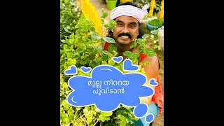 മുല്ല നിറയെ പൂവിടാൻ How to grow jasmine