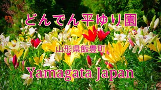 どんでん平ゆり園 山形県飯豊町