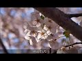 小樽中央公園の桜を見てきた！2022年4月30日