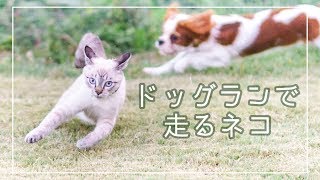 【犬と猫】ドッグランで遊ぶネコ。dog vs cat