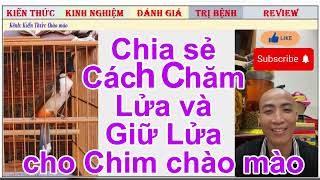 Kinh nghiệm Điều Lửa và Giữa Lửa cho chim Chào mào 2024-2025 ra sao?