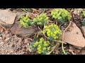 euphorbia plant profile