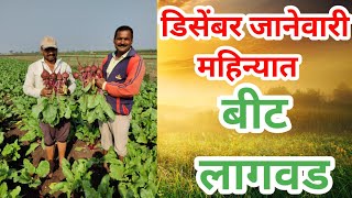 डिसेंबर जानेवारी महिन्यात बीट लागवड I मालामाल करणारी पिके I malamal pike I short crop I beet lagawad