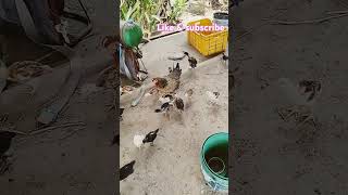 ஆடி மாசத்தில் அப்பன் வீட்டுக்கு போறயா #funny_chicken #kozhi_koothugal