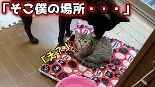 子猫に優しい甲斐犬、一休さん#shorts