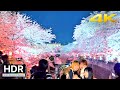 Tokyo Meguro River Cherry Blossoms・4K HDR/Binaural