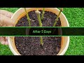 ixora cutting grow without rooting hormone how to grow ixora from cuttings ixora plant propagation