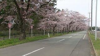 春のぶらりドライブ ①　秋田県　由利本荘市西目の桜　2014年４月18日