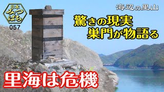 [田舎暮らし]巣門に働き蜂が死滅の巣箱。日本ミツバチの巣箱が大量にある里海を訪問。異様な状況を発見