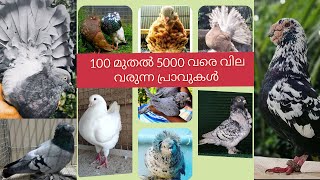 എന്റെ ഫാൻസി പ്രാവുകളുടെ ശേഖരം 🕊️🕊️🕊️