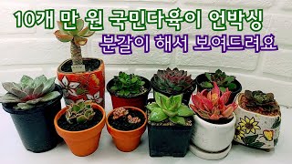 10개 만 원 국민다육이 언박싱 그리고 분갈이 *다산프리티다육에서 특가 판매하는 다육이 저도 구경했어요! 고르기 힘들어요~^^*