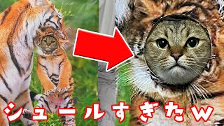 旅行先とかによくある「顔はめパネル」に猫はめてみたｗｗｗ