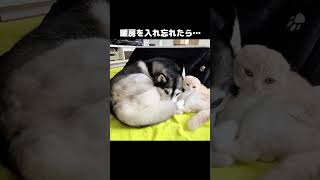 うっかり暖房を入れ忘れたら猫と犬がこうなってた...#shorts