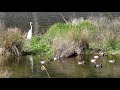 野鳥観察　今日出会った身近な野鳥たち桜満開キジも鳴かずば撮られまい　兵庫県中部・北播磨　20210331その2