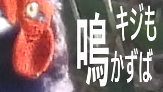 野鳥観察　今日出会った身近な野鳥たち桜満開キジも鳴かずば撮られまい　兵庫県中部・北播磨　20210331その2