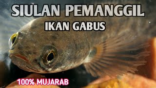 Siulan Pemanggil Ikan Gabus ke Permukaan,100% Mujarab