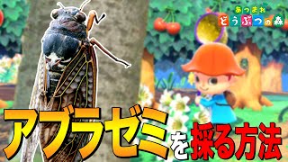 【あつ森】世界的に珍しい翅「アブラゼミ」を採る方法 ～Brown Cicada～【あつまれ どうぶつの森】