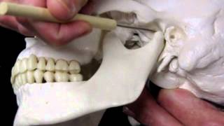 Skull Axial Skeleton-A AP1