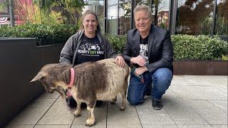 Meet Smudge the goat! - New Day NW